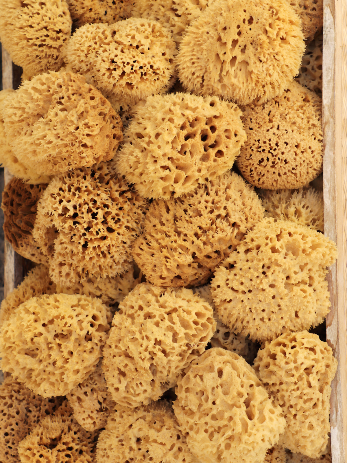 NATURAL + SUSTAINABLE BATH SEA SPONGES